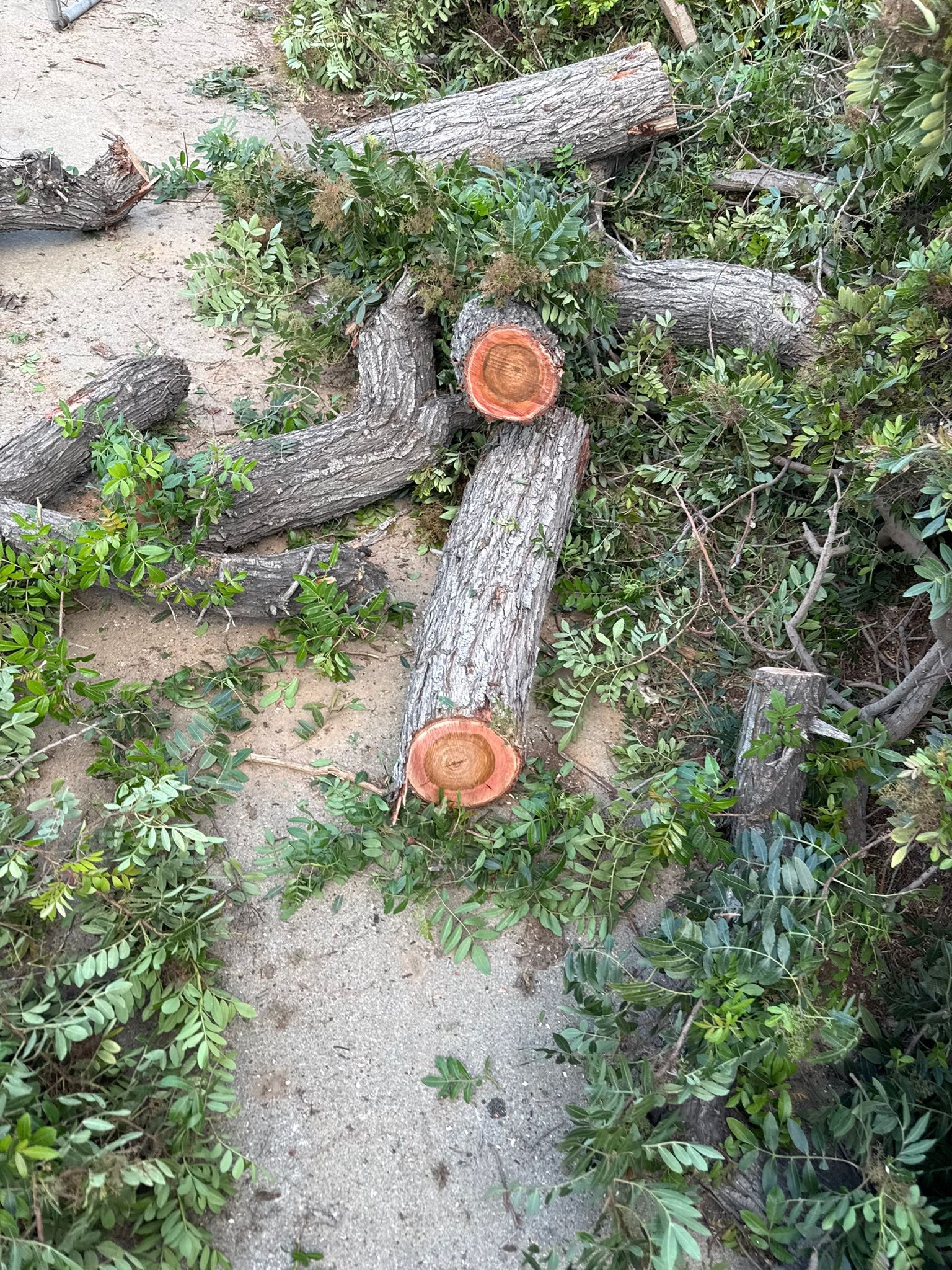 Freshly cut tree logs