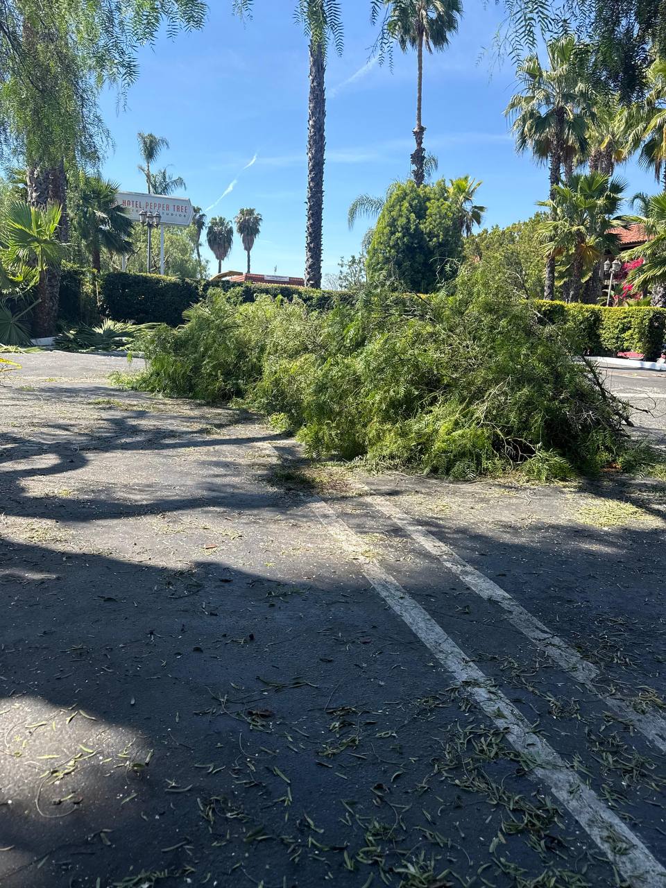 Trimmed branches staged for removal