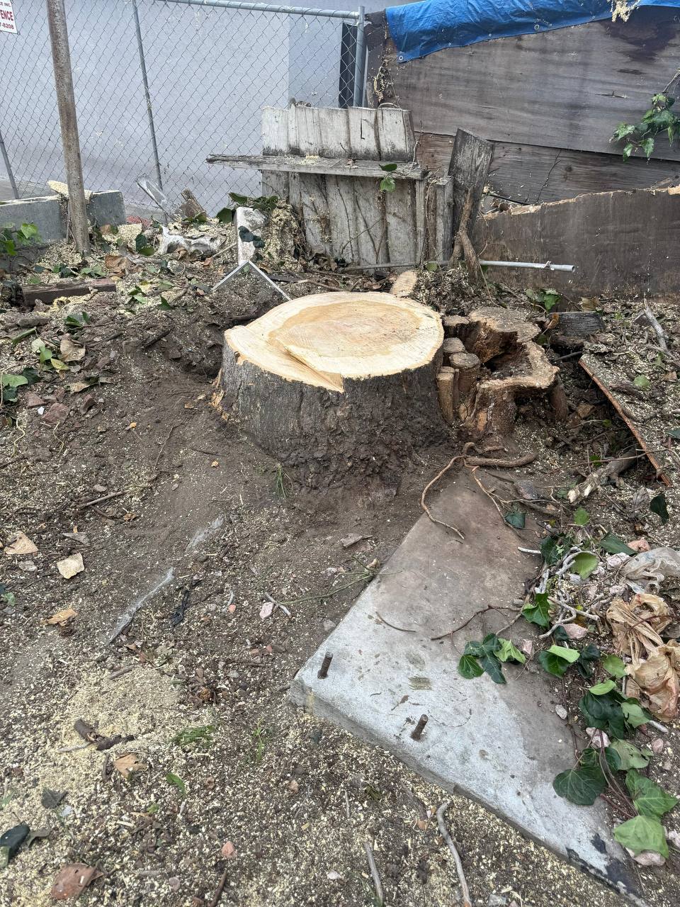 Large freshly cut tree stump