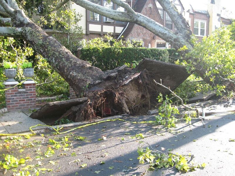 Emergency storm damage tree service