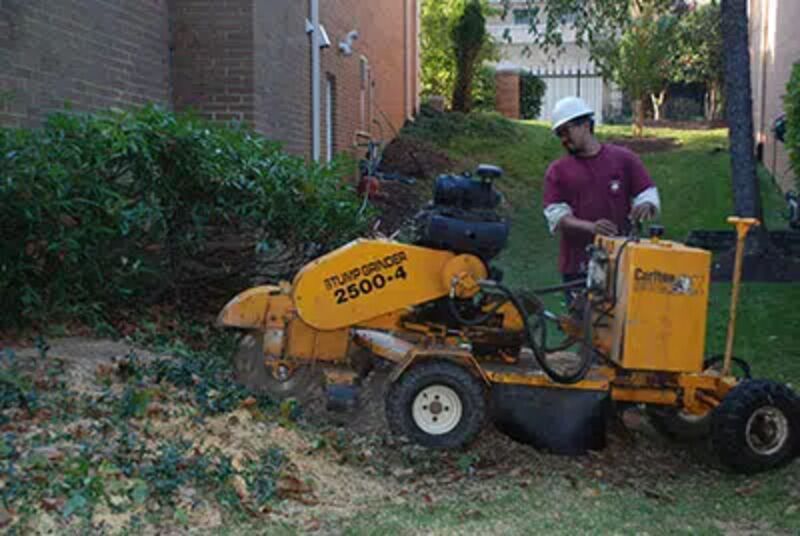 Stump grinding machine at work