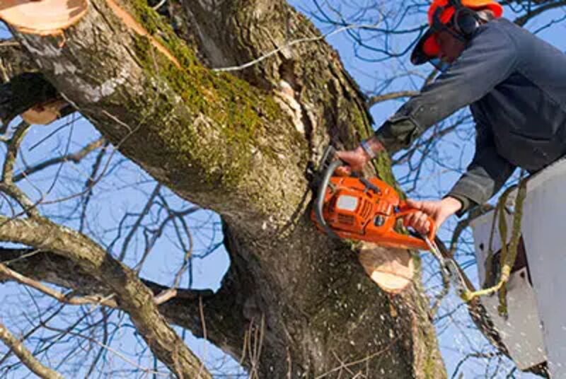 Professional tree removal service