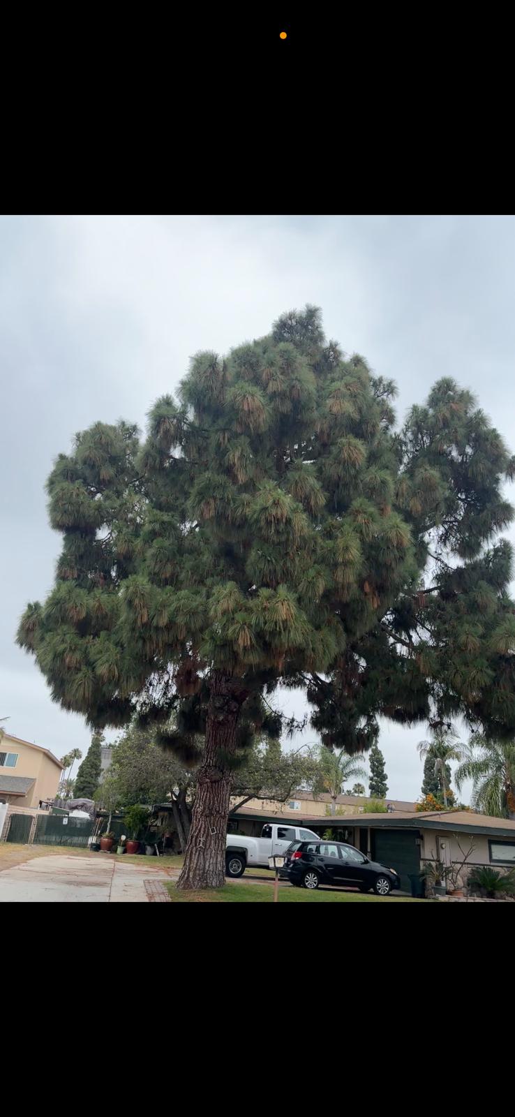 Large tree before service